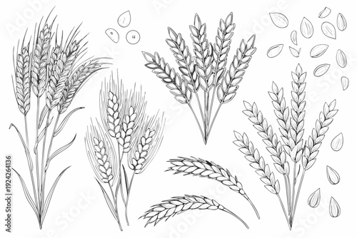 Detailed botanical illustration of various wheat stalks and grains