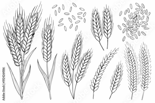 Detailed illustration of wheat stalks grains and individual seeds