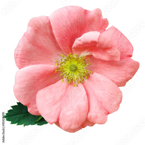 Rosehip.  Flower  on  isolated background with clipping path. Closeup. For design. Transparent background.	