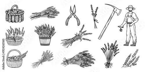 Vintage farming tools and lavender plants in a sketched illustration