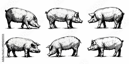 Vintage illustration of six pigs in various poses and perspectives