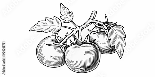 Vintage style illustration of three ripe tomatoes on a vine