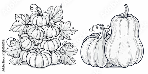 A detailed illustration of pumpkins and butternut squash with vines
