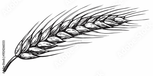 Detailed black and white illustration of a single wheat stalk