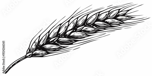 Detailed black and white illustration of a single wheat stalk