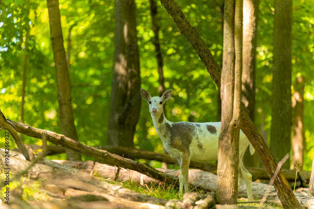 Naklejka premium Rare piebald white-tailed deer in conservation area. The piebald deer, is also known as leucism.