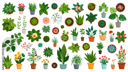 set of flowers, plants and leaves vector illustration 