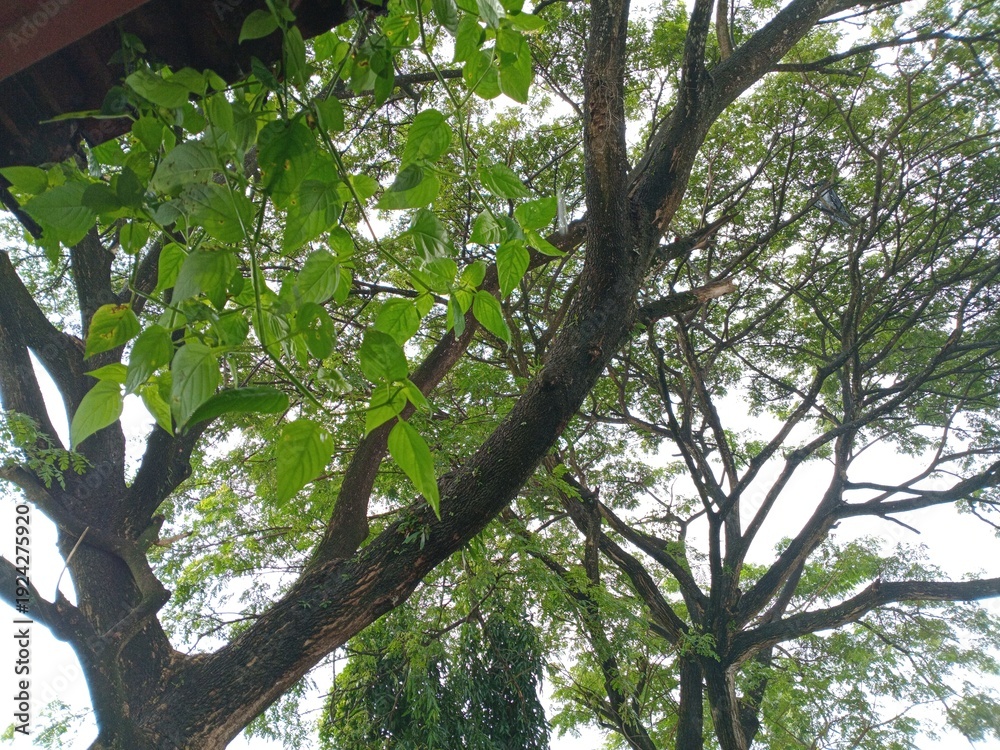 Fototapeta premium The branches of large trees stretch overhead, covered in lush, fresh green leaves. Light filters through the leaves, creating a shady, natural atmosphere.