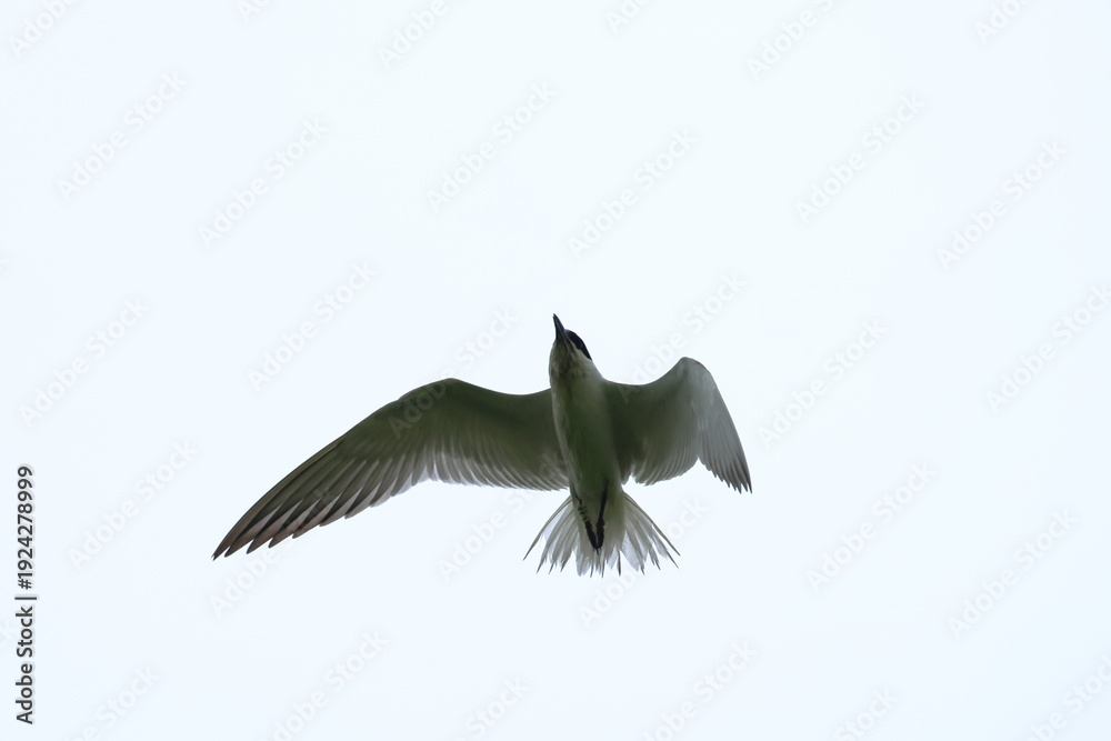 Fototapeta premium gull billed tern