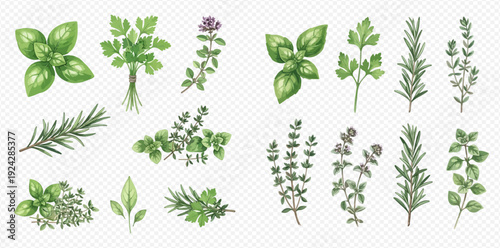 A large collection of fresh green culinary herbs and spices for cooking, isolated on a transparent background.