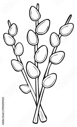 Black and white illustration of pussy willow branches, springtime symbol.