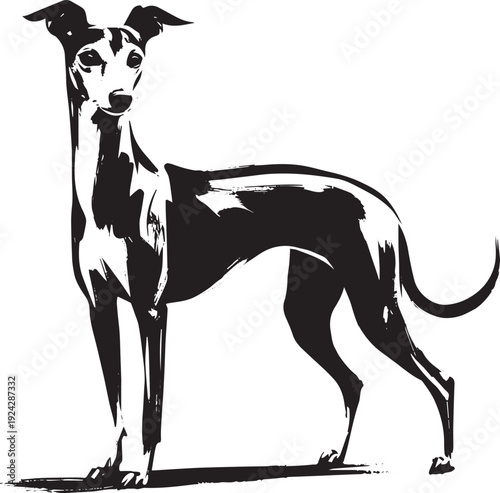 Elegant Italian Greyhound in Simple Sumi-e Black Ink Illustratio