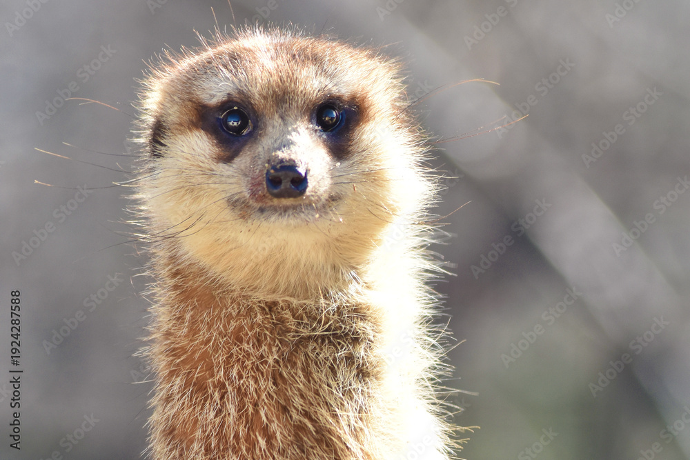 Fototapeta premium Suricata en Alerta