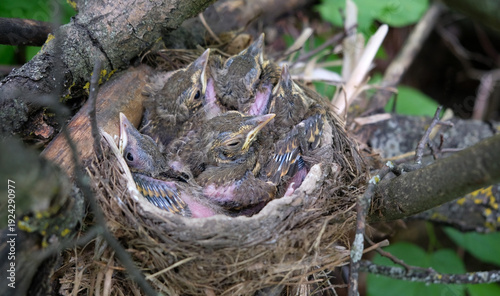 Wild baby chickens of blackbird in nest close up outdoor. young wild chickens of blackbird. protection, help of birds in spring season, nesting period. save wild nature, environmental concept