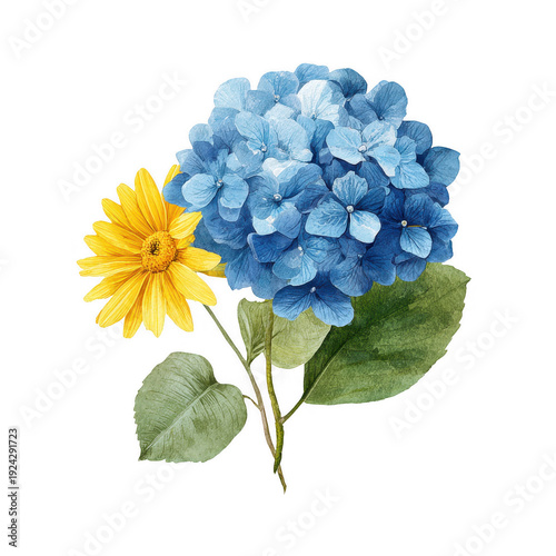 Blue hydrangea and yellow daisy flowers with green leaves  floral arrangement transparent background