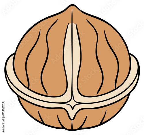 Walnut illustration in shell detail, nutrient-rich food with healthy fats and organic dietary source