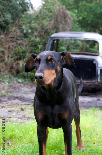 Doberman dog portraits in the country