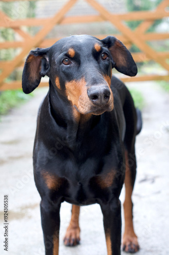 Doberman dog portraits in the country