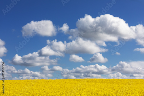 Blauer Himmel mit Kumuluswolken (Haufenwolken) über einem blühendes Rapsfeld im Mai bei Gremersdorf in Schleswig-Holstein, Deutschland.