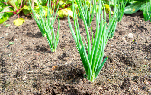 Green onion growing in the vegetable garden