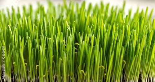 Close-up of young green grass growing.