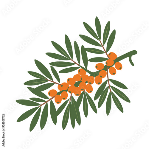 A sprig of sea buckthorn berries with green leaves is depicted.