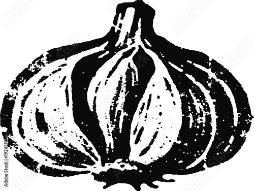 black and white illustration of garlic bulb with cloves detailed vintage
