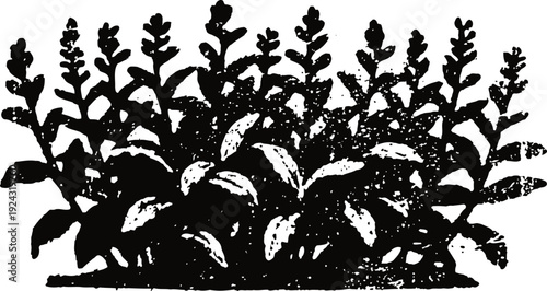 Black and white silhouette of dense bushy foliage with broad and narrow leaves in garden scene