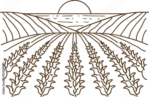 Sunset over farmland with rows of crops and rolling hills in the background
