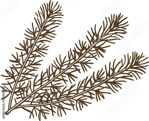 Brown pine branch with needles isolated on white background botanical winter tree element