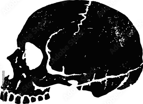 Vintage human skull illustration in black and white side view anatomy drawing