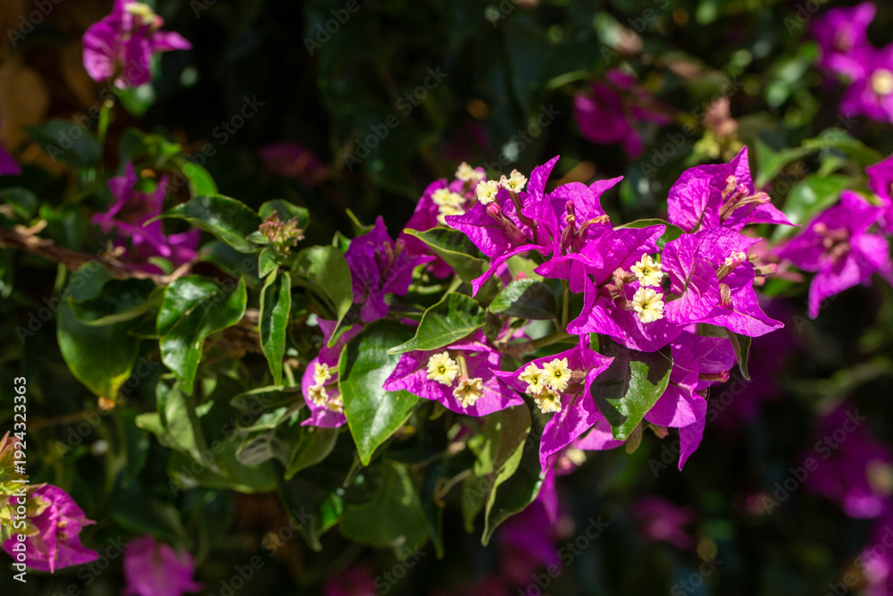 Fototapeta premium Blooming great bougainvillea (Bougainvillea spectabilis) close-up