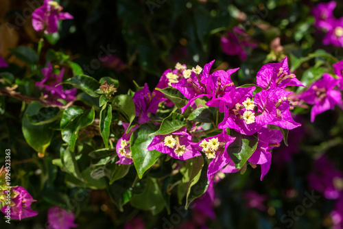Blooming great bougainvillea (Bougainvillea spectabilis) close-up