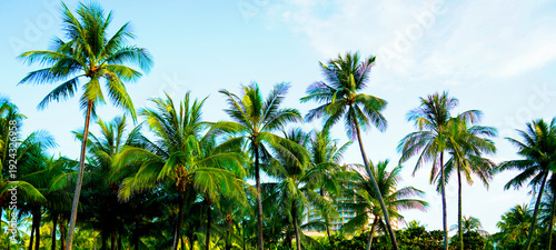 Palm trees banner background, space for text. Sunlight shines through tropical palm trees on blue sky background. Tall palm trees stretch towards sky with green leaves and sunlight streaming through.