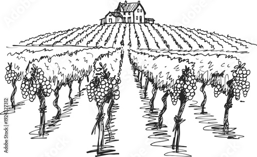 Vineyard landscape with grapevines rows and house on horizon, rural farm scenery illustration
