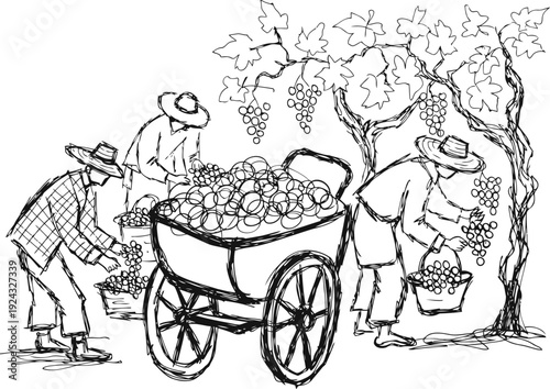 Vintage grape harvest scene with workers picking fruit and filling baskets from vineyard vines