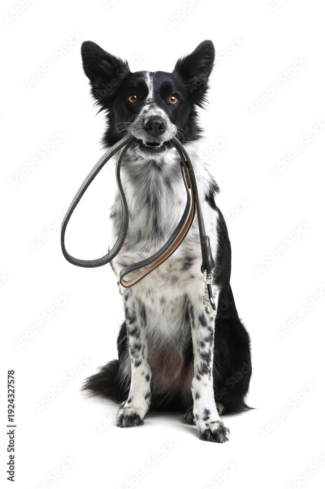 Fototapeta premium Cute Border Collie dog holding leash in mouth against white background