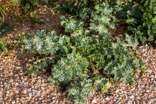 Silybum marianum is a speci...