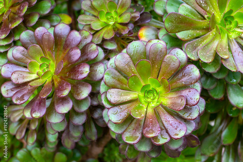 A close-up of a vibrant gre...
