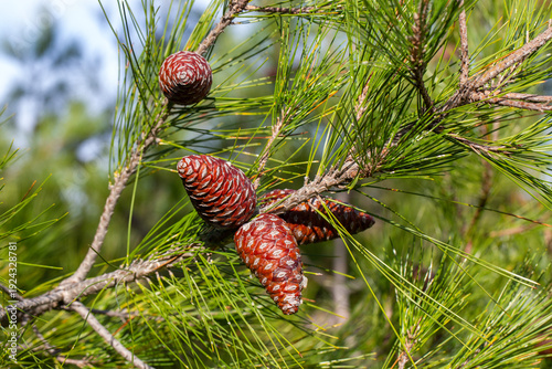 Pine tree and pine cone
