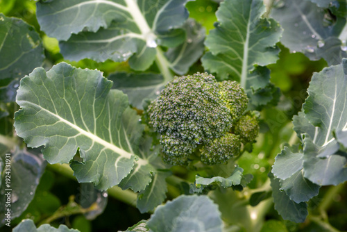 Organic broccoli seedlings ...