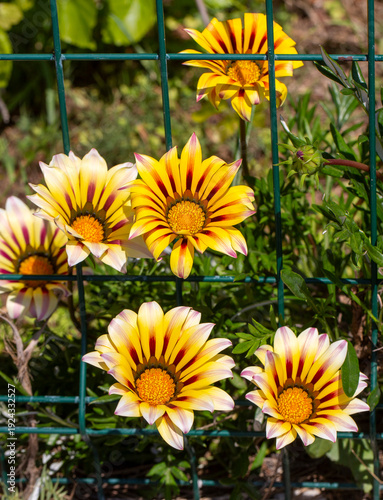 Gazania rigens (syn. G. spl...