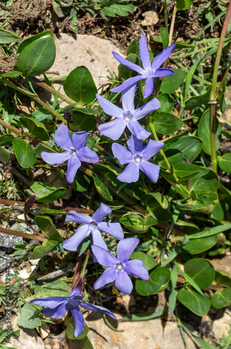 Vinca herbacea, with common...