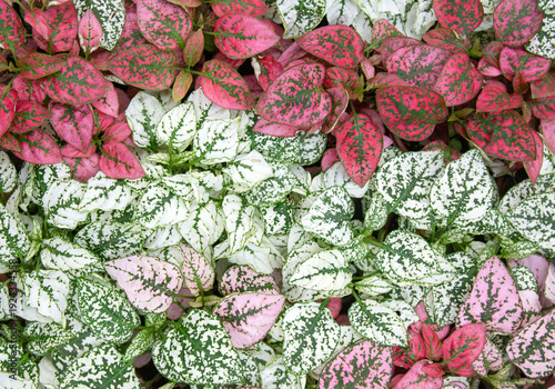 Hypoestes phyllostachya, th...