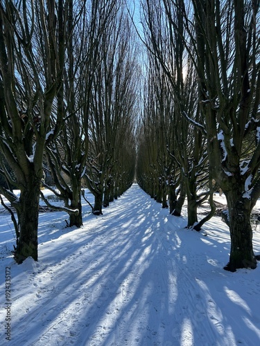 View down footpath lined by trees, path covered in winter snow, leafless trees, blue skies, tracks in snow, on a clear sky winter day, Vestre Kirkegaard (Vestre Cemetary), Copenhagen West, Denmark