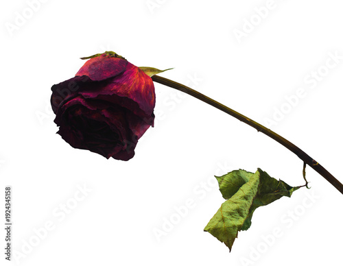 Obraz na płótnie Dried dead red rose flower isolated transparent png, heartbreak and endings conc
