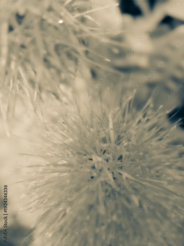 Fototapeta premium Soft Beige Monochrome Floral Macro Background