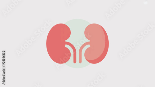 Minimalist flat design icon of human kidneys with ureters on gray background