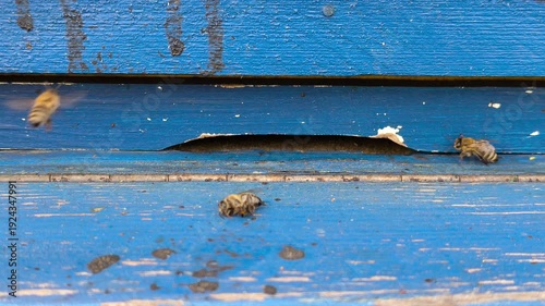 Honey bees performing cleansing flight at the hive entrance in February