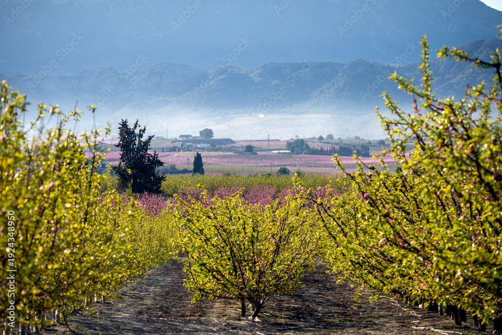 Obraz premium Fruit trees in bloom in the fields of Cieza, Region of Murcia, Spain, with their characteristic colors